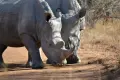 ¿Realmente se extinguirán los rinocerontes blancos?  ¿Realmente se extinguirán los rinocerontes blancos?